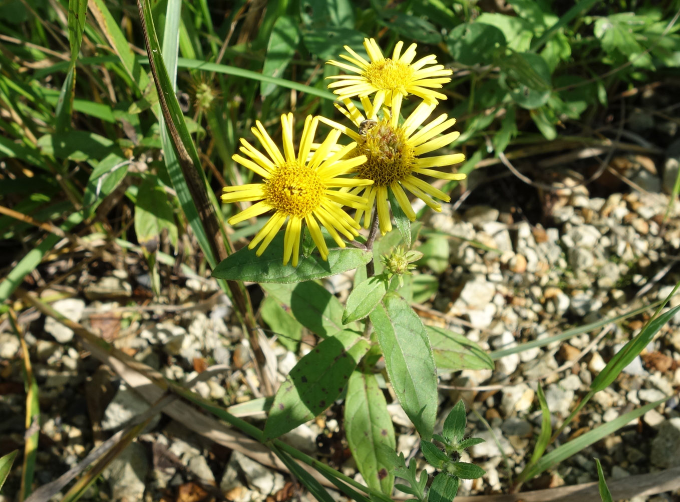 Изображение особи Inula japonica.