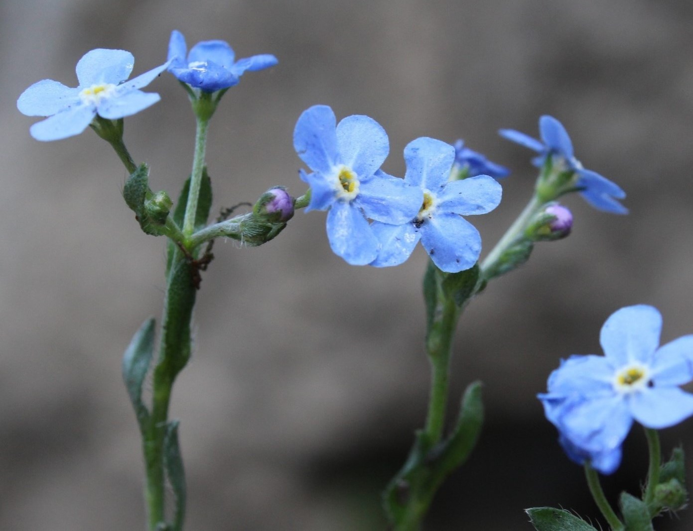 Image of Eritrichium uralense specimen.