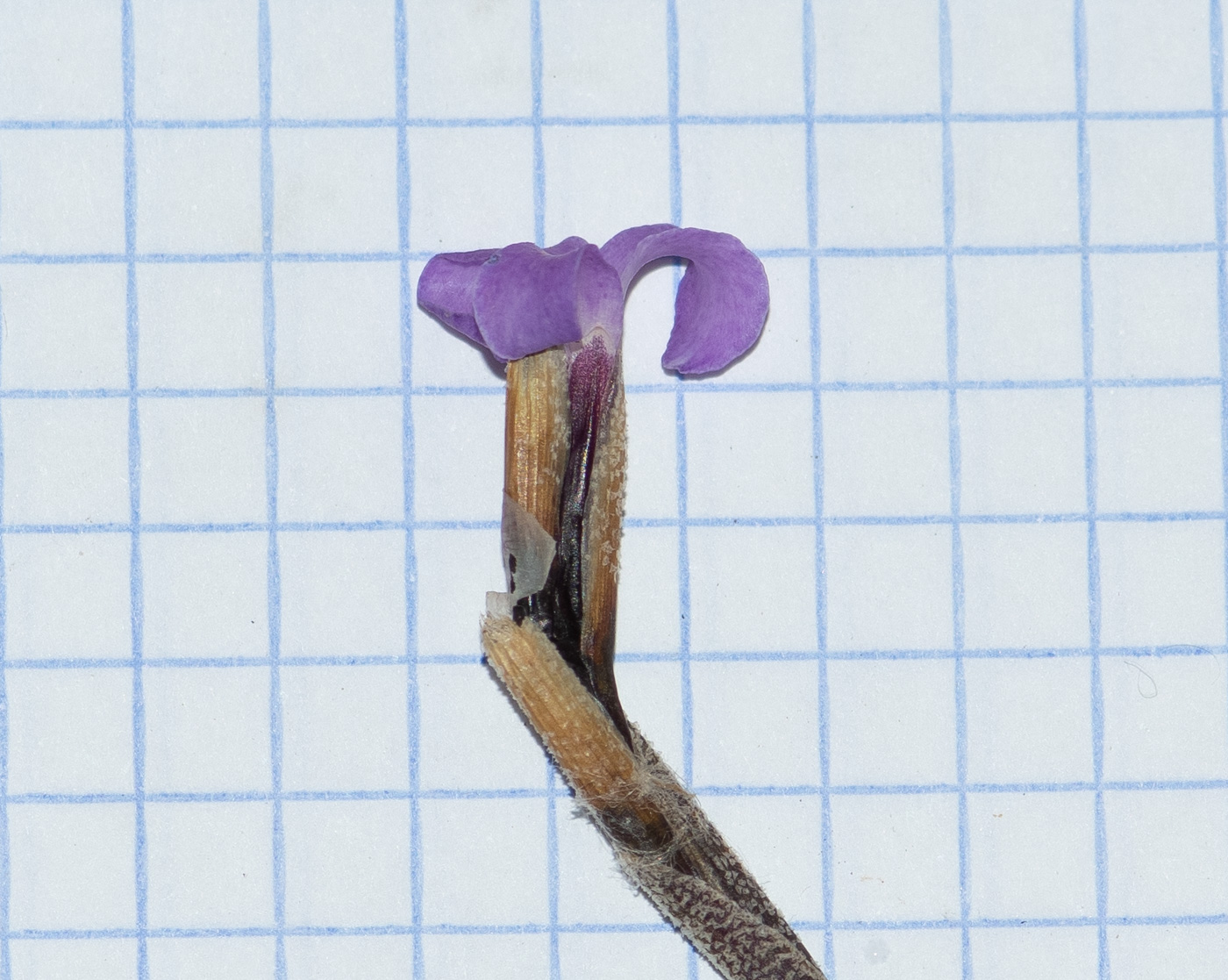 Image of Tillandsia recurvata specimen.