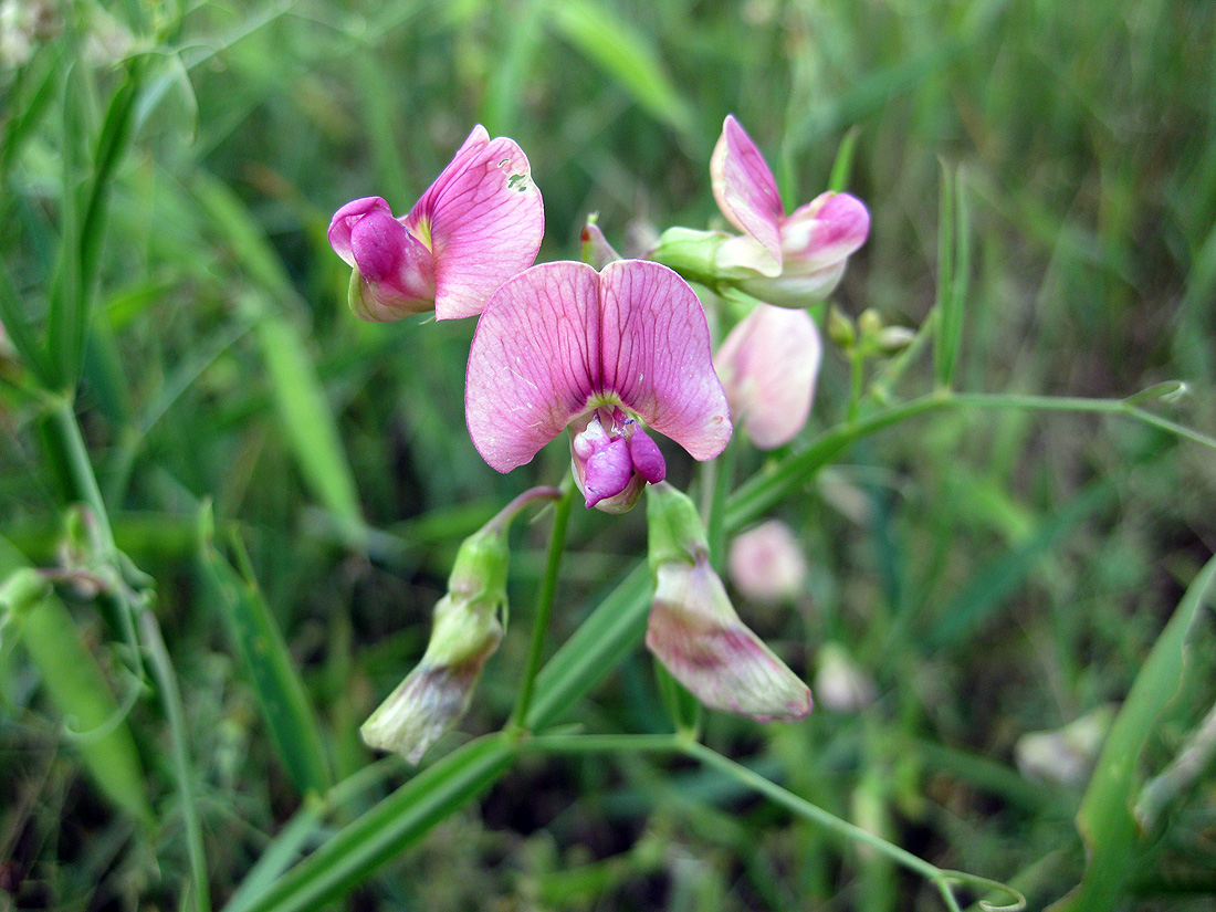 Image of Lathyrus sylvestris specimen.