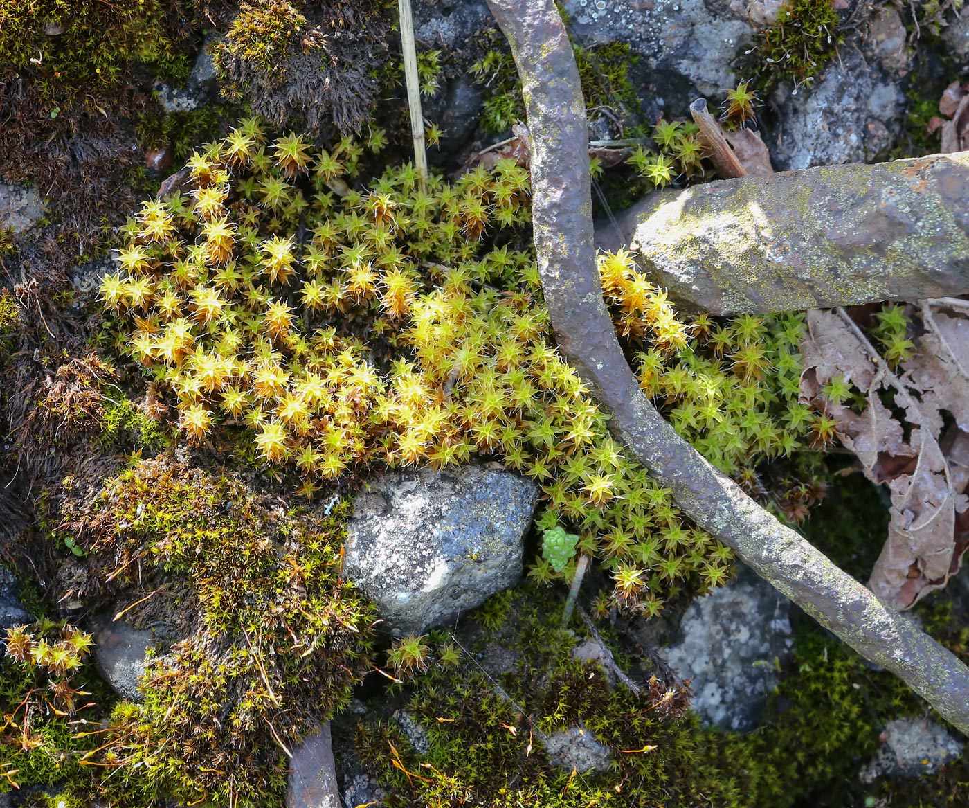 Image of Syntrichia ruralis specimen.