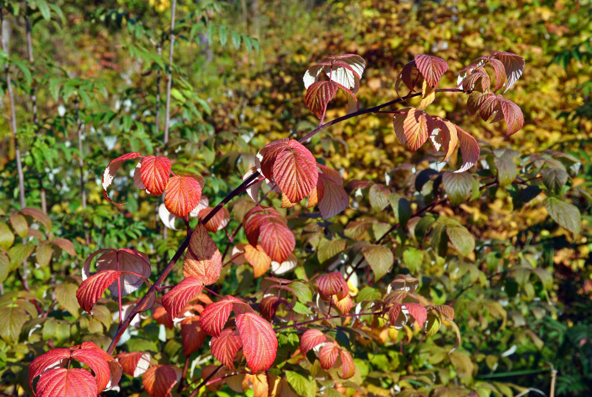 Image of Rubus idaeus specimen.