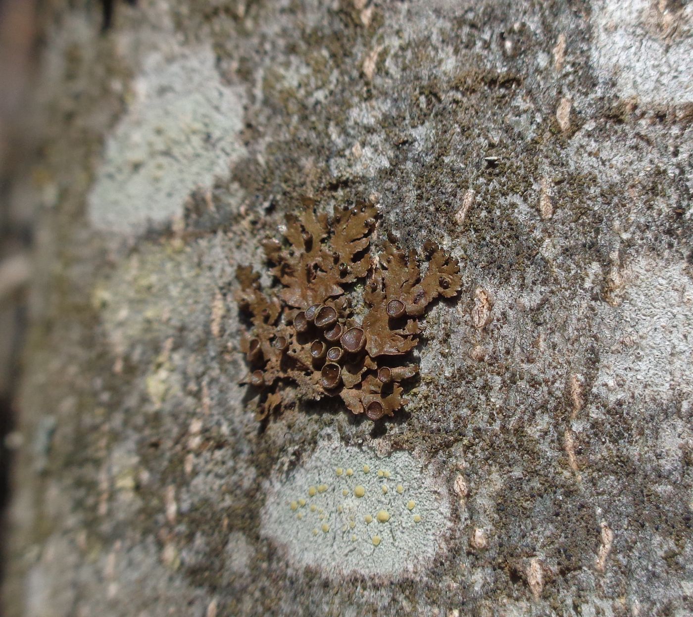 Image of Melanohalea olivacea specimen.