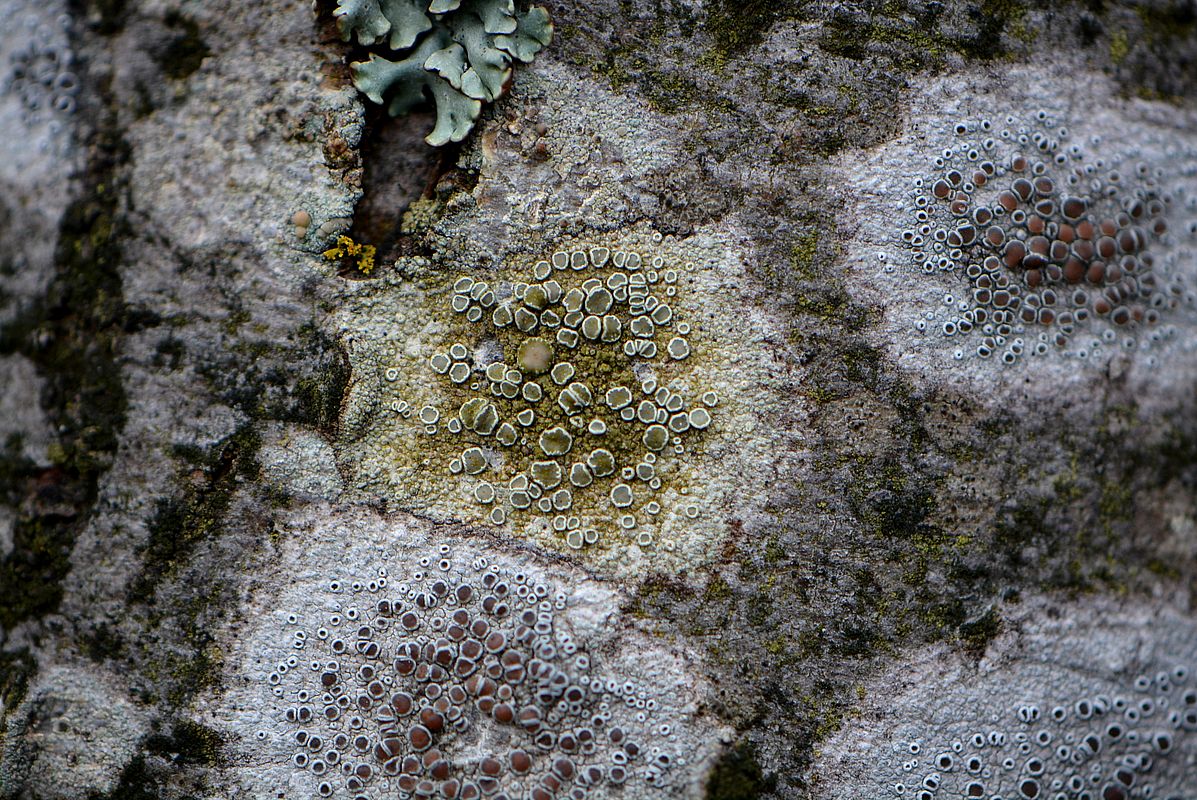 Image of Lecanora varia specimen.