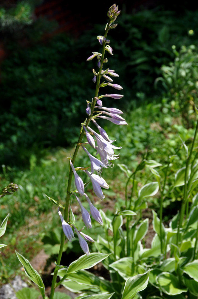 Image of Hosta albomarginata specimen.