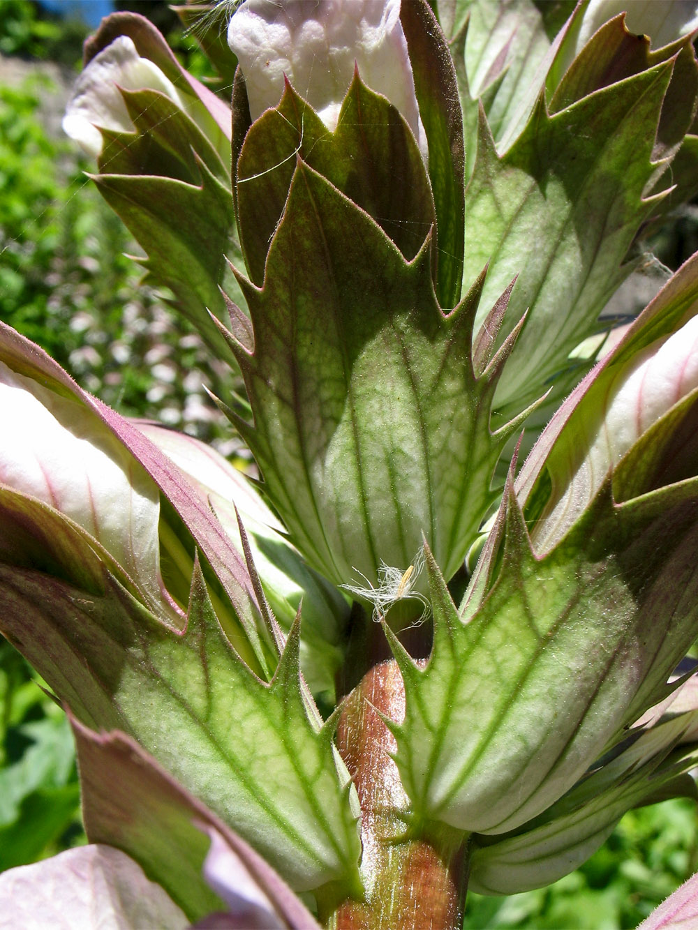 Image of Acanthus mollis specimen.