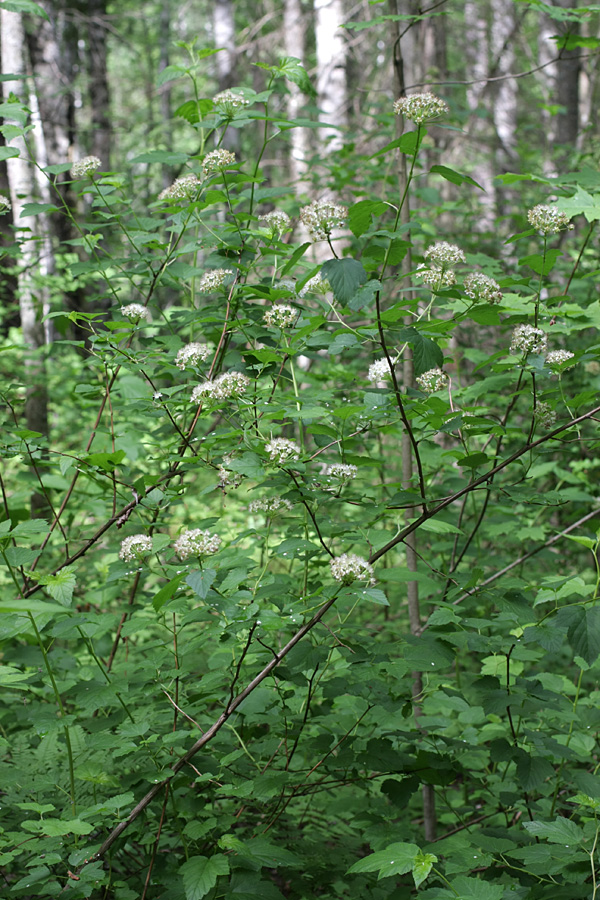 Изображение особи Physocarpus opulifolius.