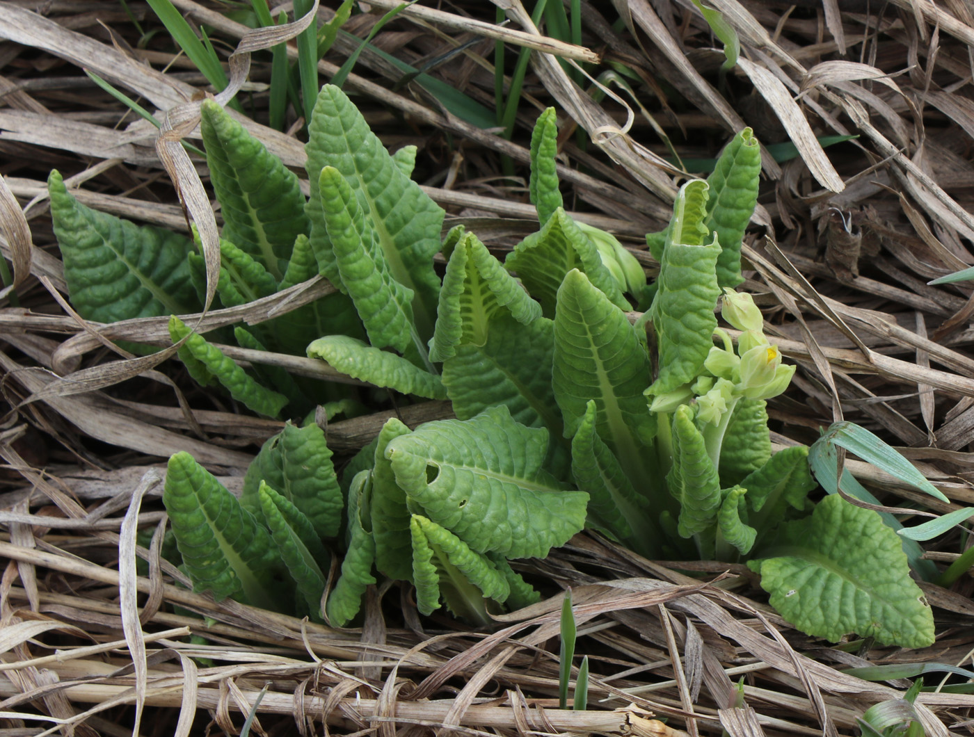 Image of Primula veris specimen.