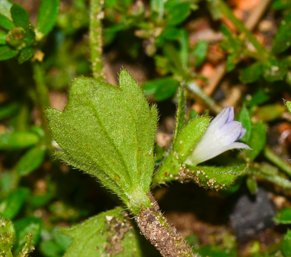 Изображение особи Campanula erinus.