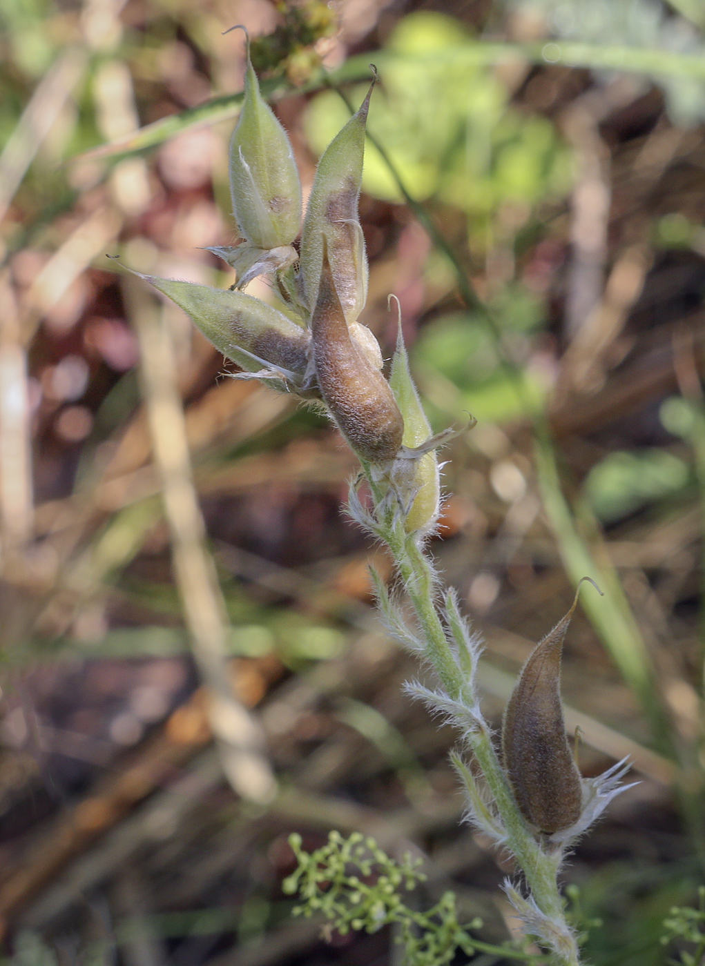 Изображение особи Oxytropis kungurensis.