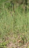 Lysimachia dubia