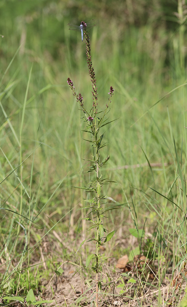 Image of Lysimachia dubia specimen.