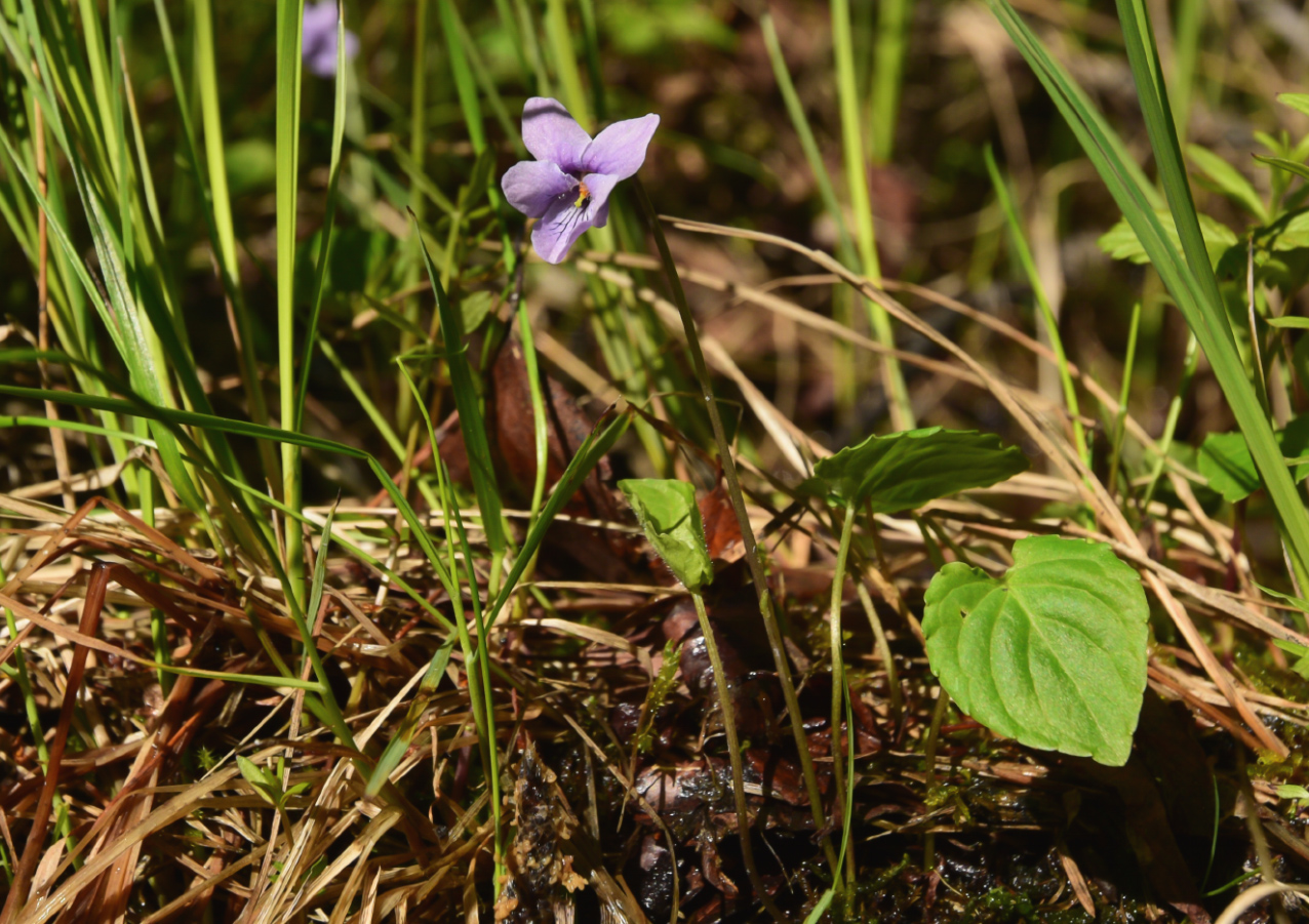 Изображение особи род Viola.