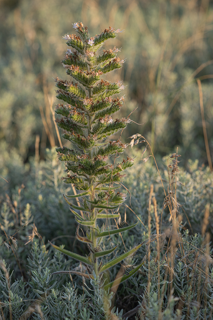 Image of Echium biebersteinii specimen.