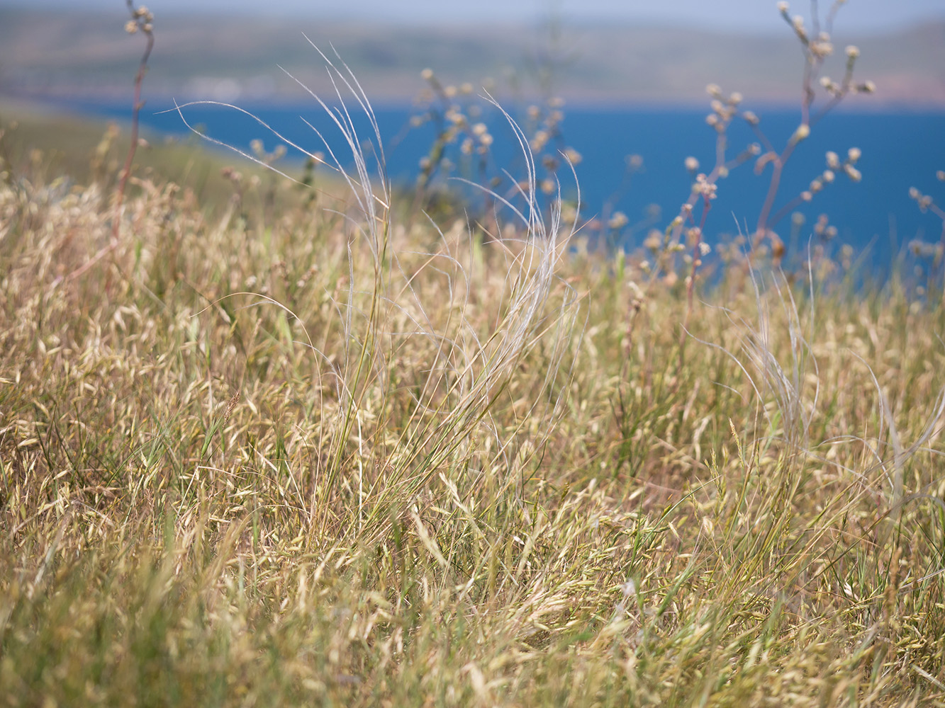 Image of genus Stipa specimen.