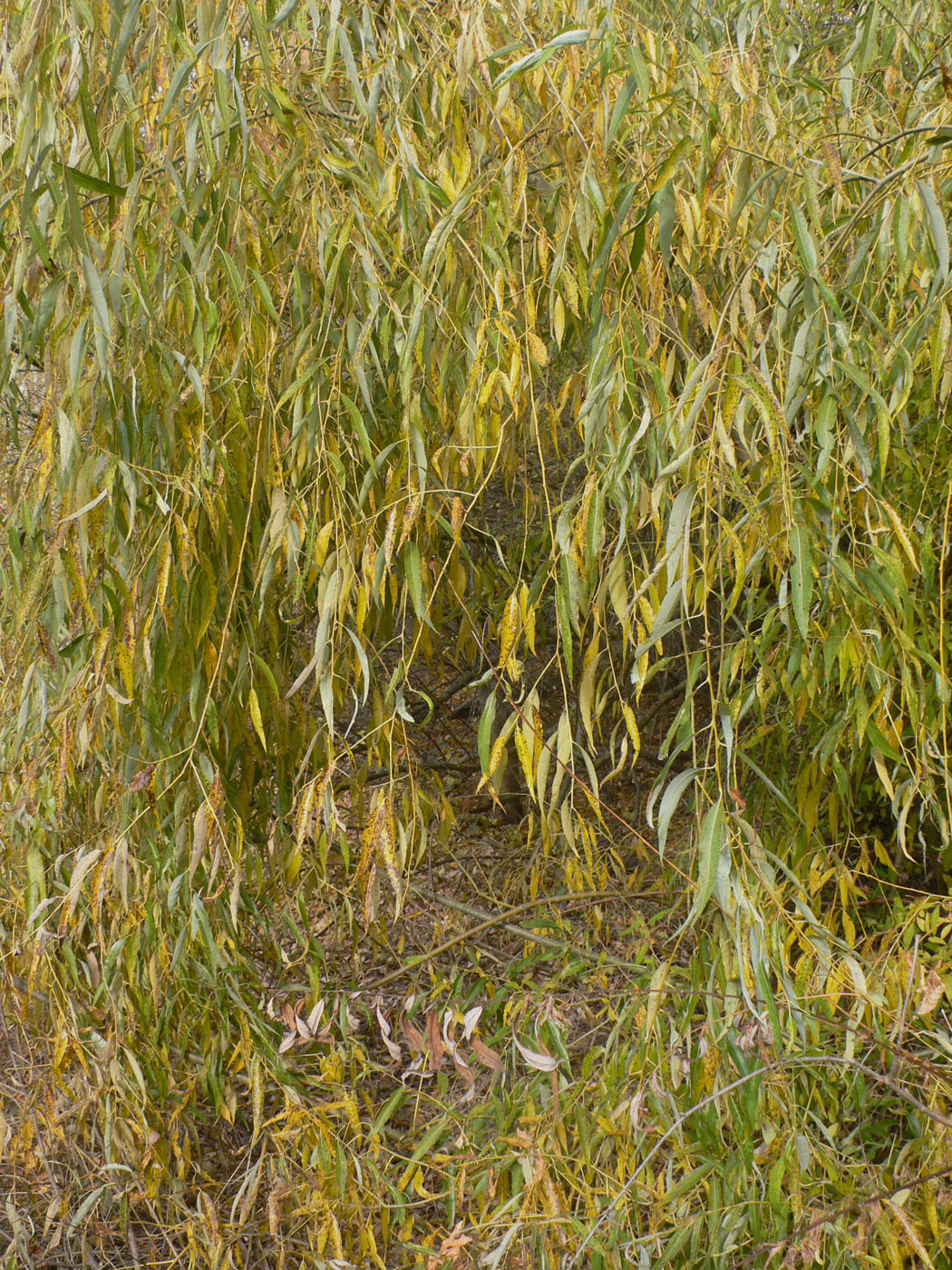 Image of Salix euxina specimen.