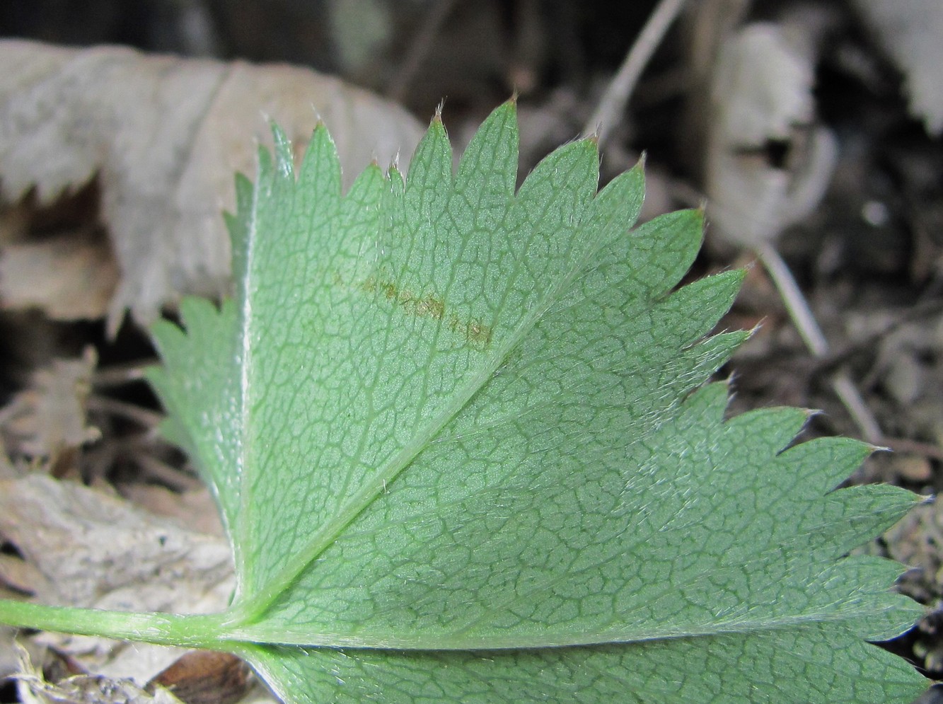 Изображение особи род Alchemilla.