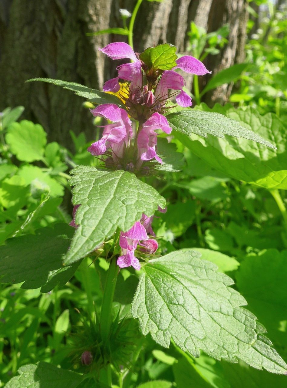 Image of Lamium maculatum specimen.