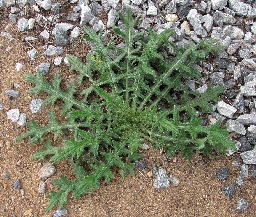 Изображение особи Cirsium vulgare.