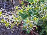 Clematis lathyrifolia