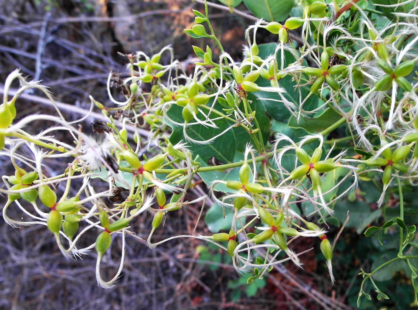 Изображение особи Clematis lathyrifolia.