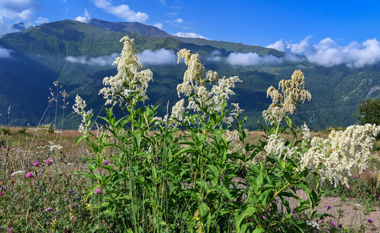 Изображение особи Aconogonon panjutinii.