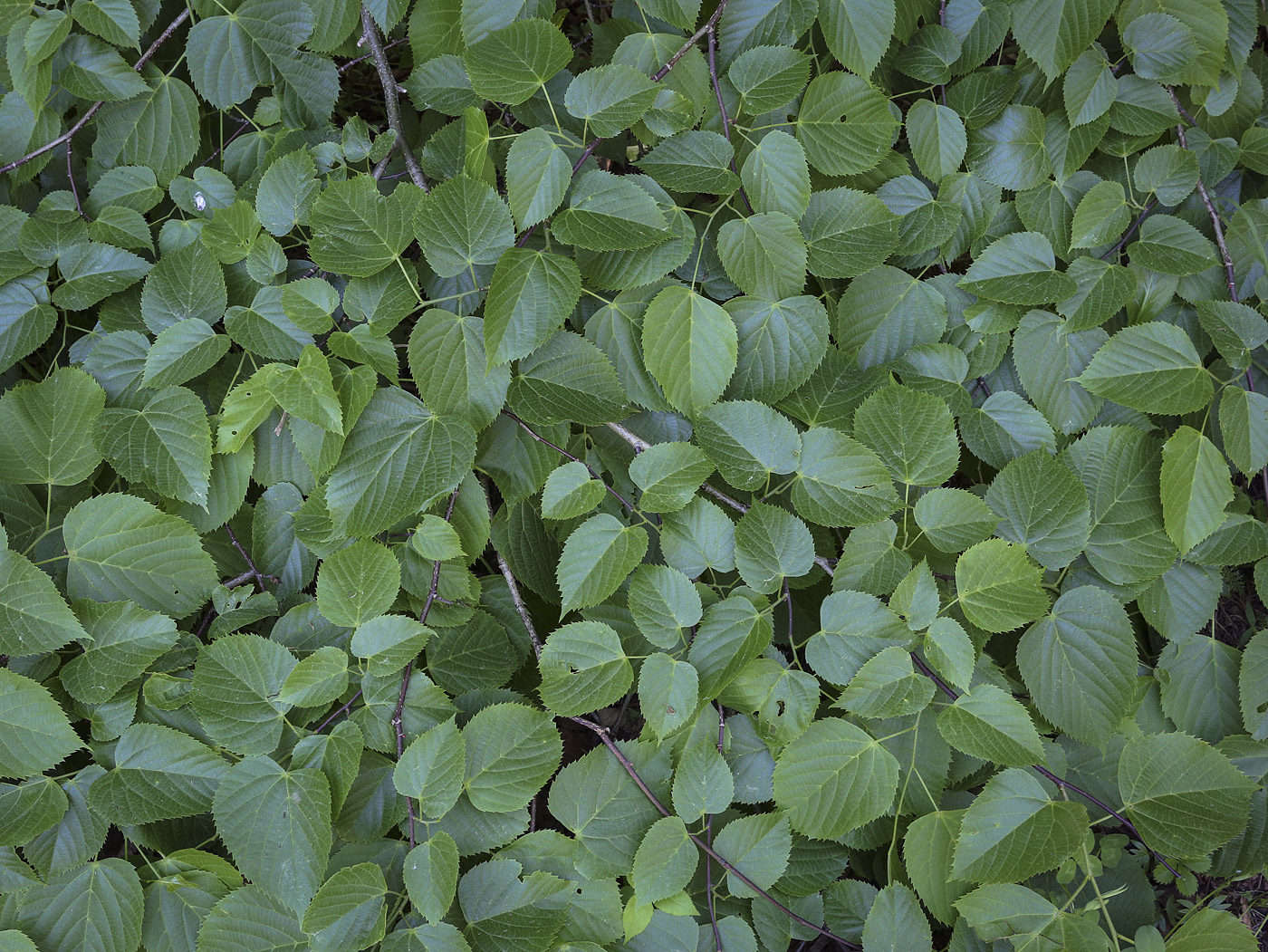 Image of genus Tilia specimen.