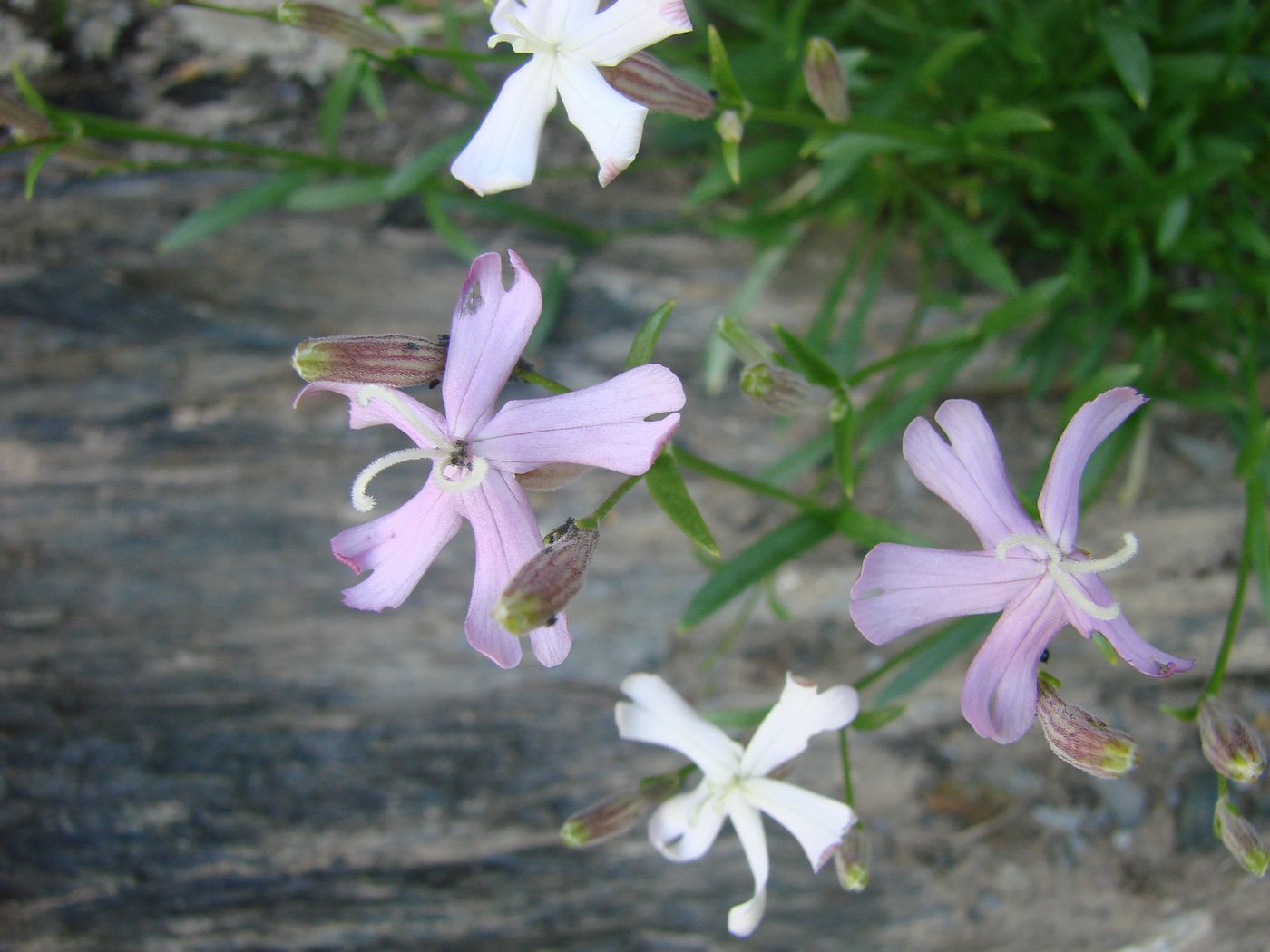 Image of Silene kuschakewiczii specimen.