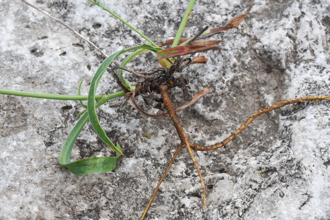 Image of genus Bupleurum specimen.