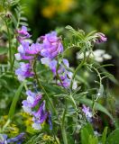 genus Vicia. Верхушка побега с соцветиями. Армения, обл. Гегаркуник, берег оз. Севан, окр. монастыря Айраванк, ≈ 1900 м н.у.м., луг. 23.06.2022.