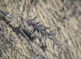 Astragalus falcatus. Соплодие. Пермский край, Кунгурский р-н, окр. дер. Дейково, окр. ур. Греховская гора, крутой задернованный склон. 15.04.2023.