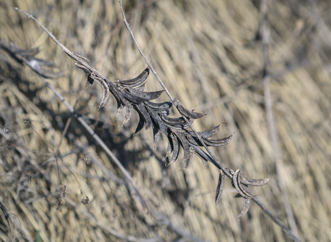 Image of Astragalus falcatus specimen.