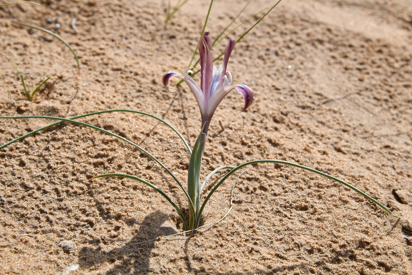 Изображение особи Iris longiscapa.