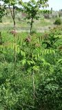 Ailanthus altissima. Молодые деревья. Ростовская обл., Азовский р-н, побережье Таганрогского залива в районе косы Очаковская, нижняя часть надбереговой террасы. 10.05.2012.