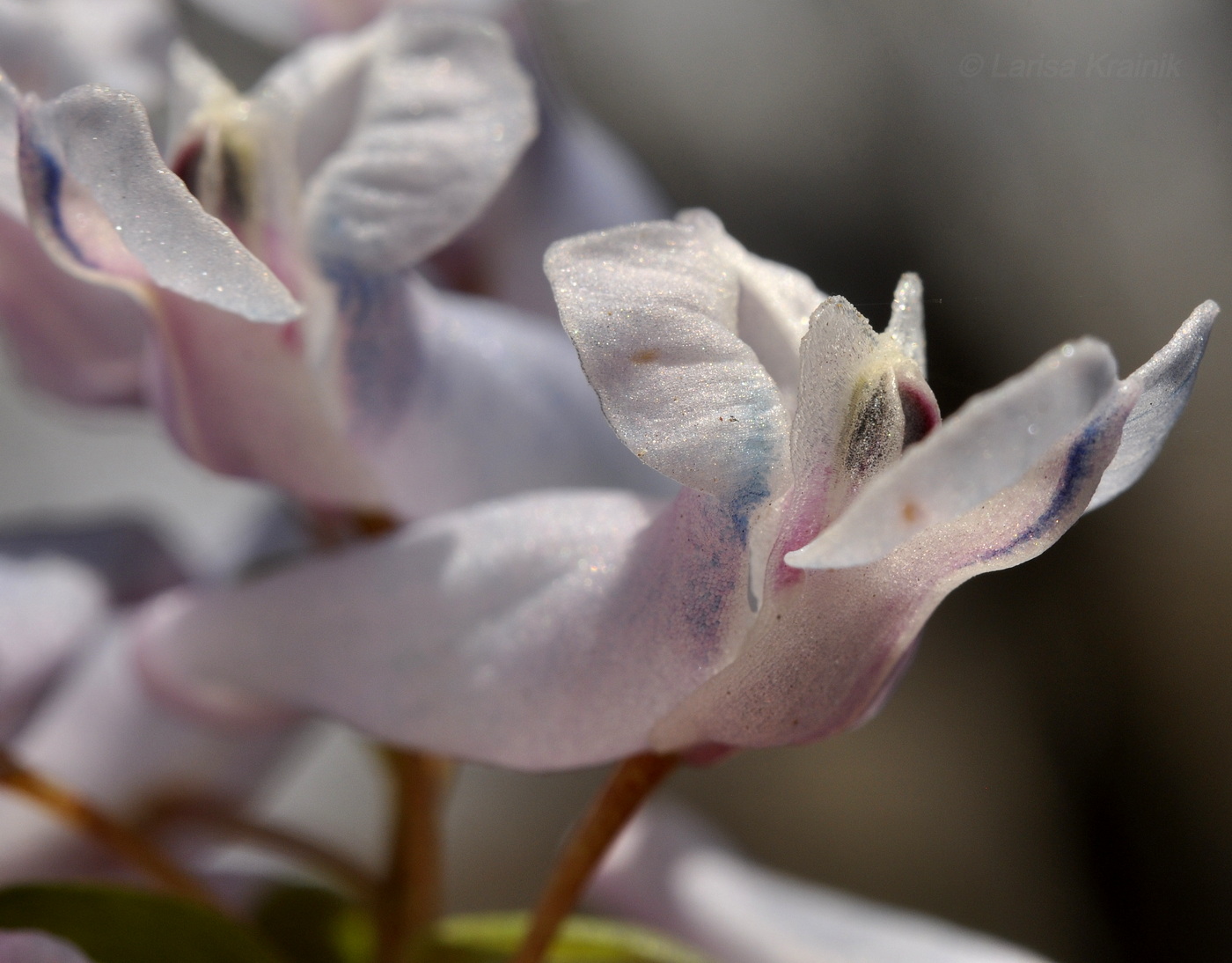 Изображение особи Corydalis repens.