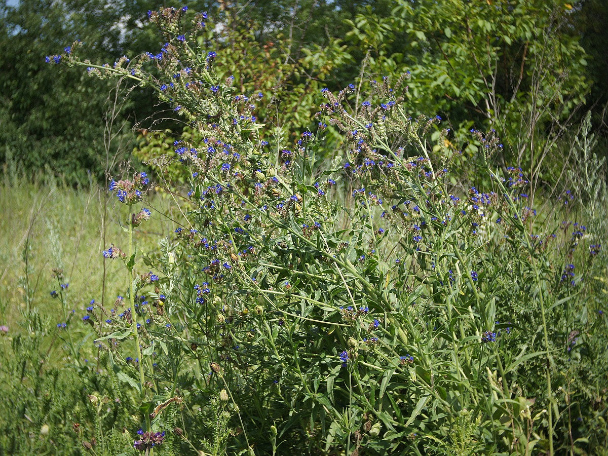 Image of Anchusa procera specimen.