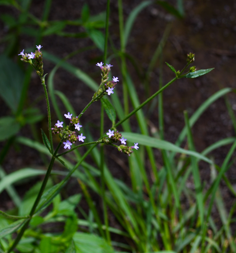 Image of Verbena litoralis specimen.