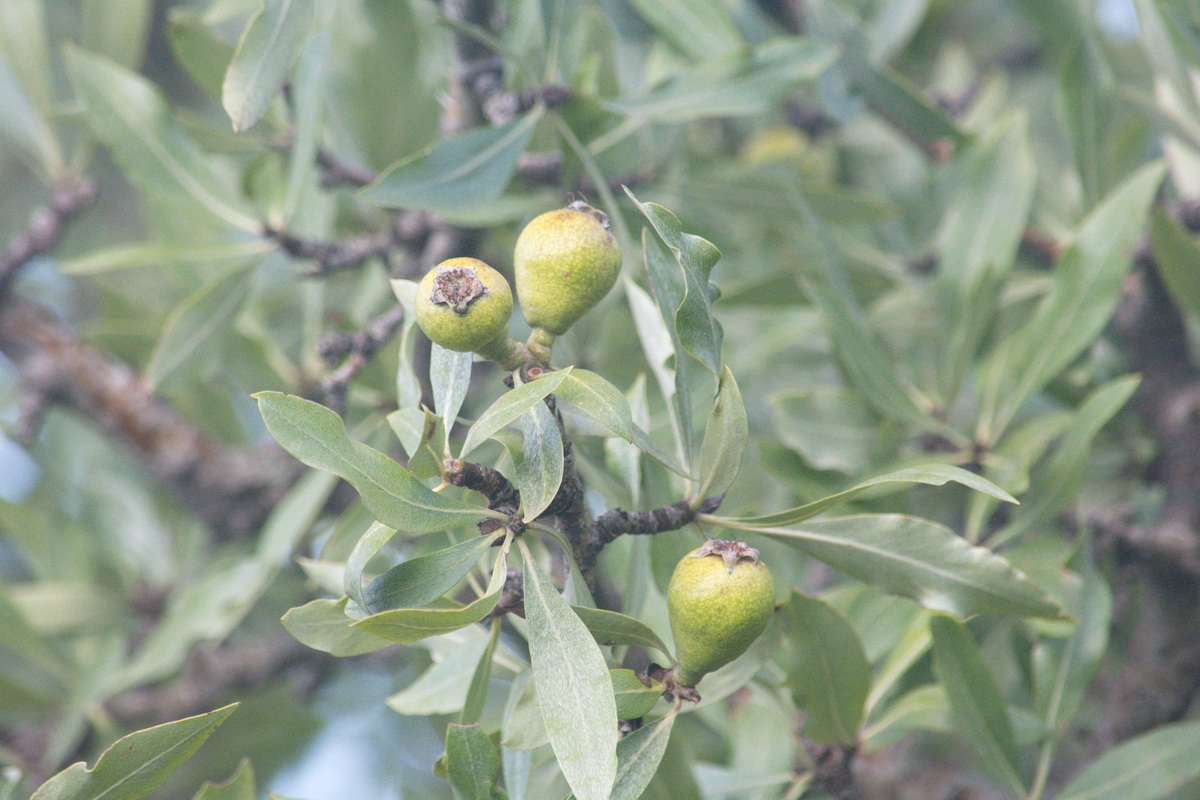 Image of Pyrus salicifolia specimen.