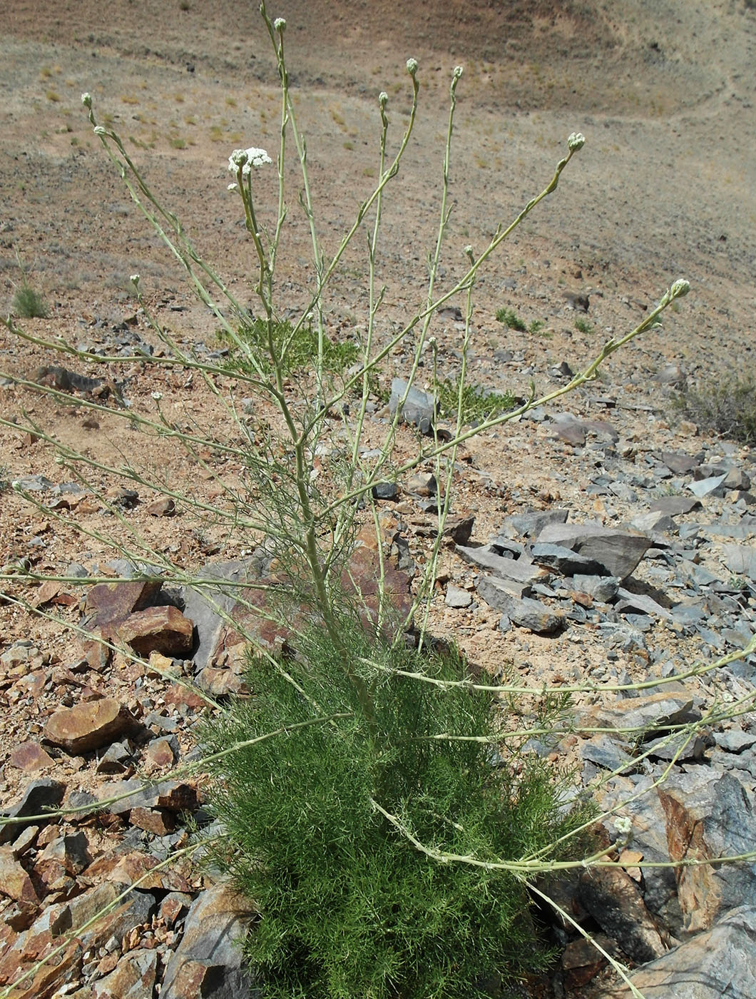 Image of Seseli iliense specimen.