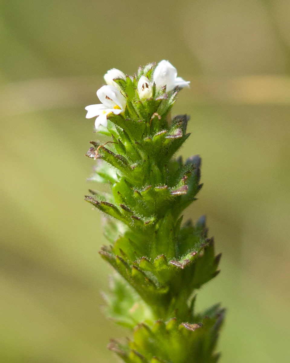 Изображение особи Euphrasia hirtella.