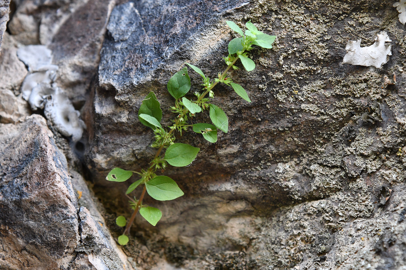 Изображение особи Parietaria chersonensis.