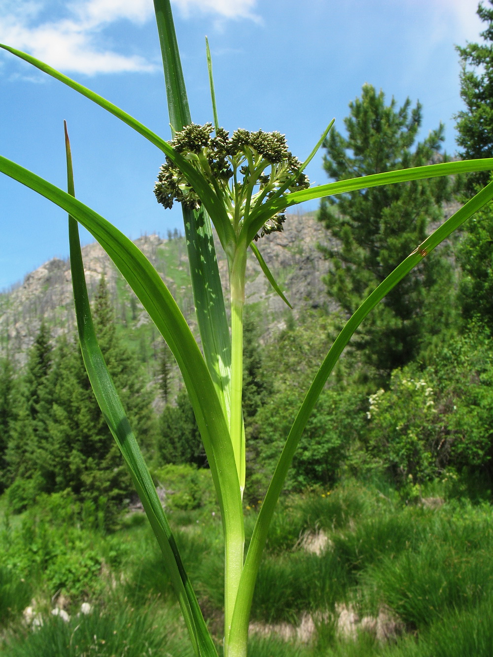 Image of Scirpus sylvaticus specimen.