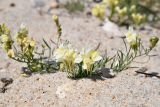 Linaria buriatica