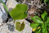 Vitis coignetiae. Верхушка побега (рядом виден побег Senecio pseudoarnica). Сахалин, Корсаковский гор. округ, мыс Слюда, окраина каменистого участка пляжа. 15.08.2022.