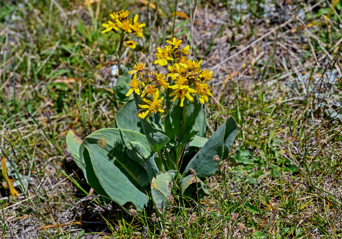 Изображение особи Ligularia alpigena.