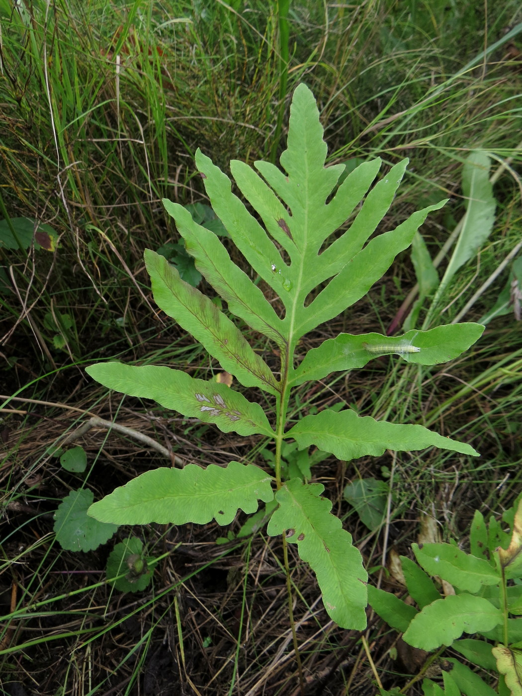 Image of Onoclea sensibilis specimen.