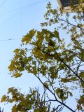 Acer platanoides