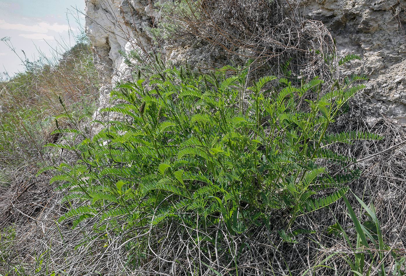 Изображение особи Astragalus falcatus.