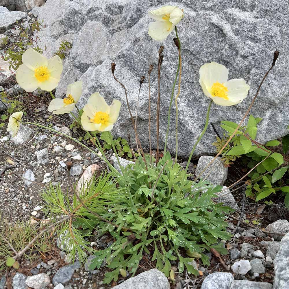 Изображение особи Papaver popovii.