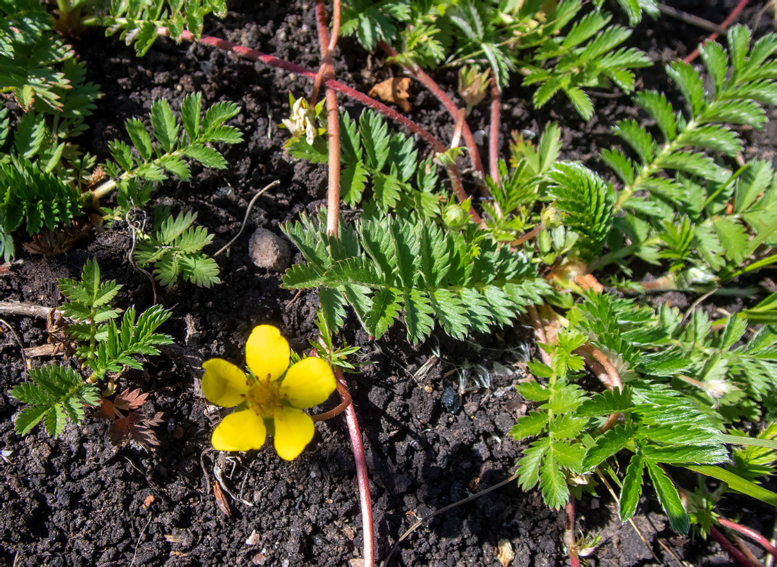 Image of Potentilla anserina specimen.